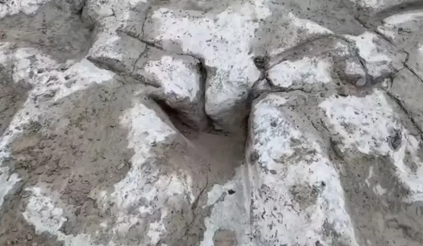 VIDEO: Descubren huellas de dinosaurios de hace 113 millones de años