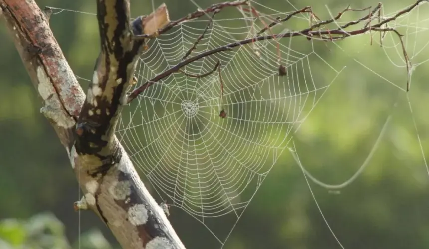 Qué hacer si me pica una araña y cómo identificar a una viuda negra o una violinista