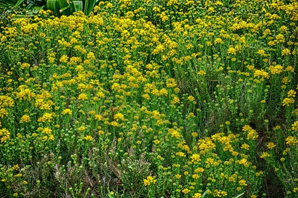 La ruda es una planta que crece hasta 80 cm de hojas verdes y poco vistosas.