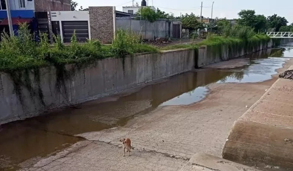 GEPA logra rescatar a dos perros y reubica a un mapache en Culiacán. Fotos: Ayuntamiento de Culiacán