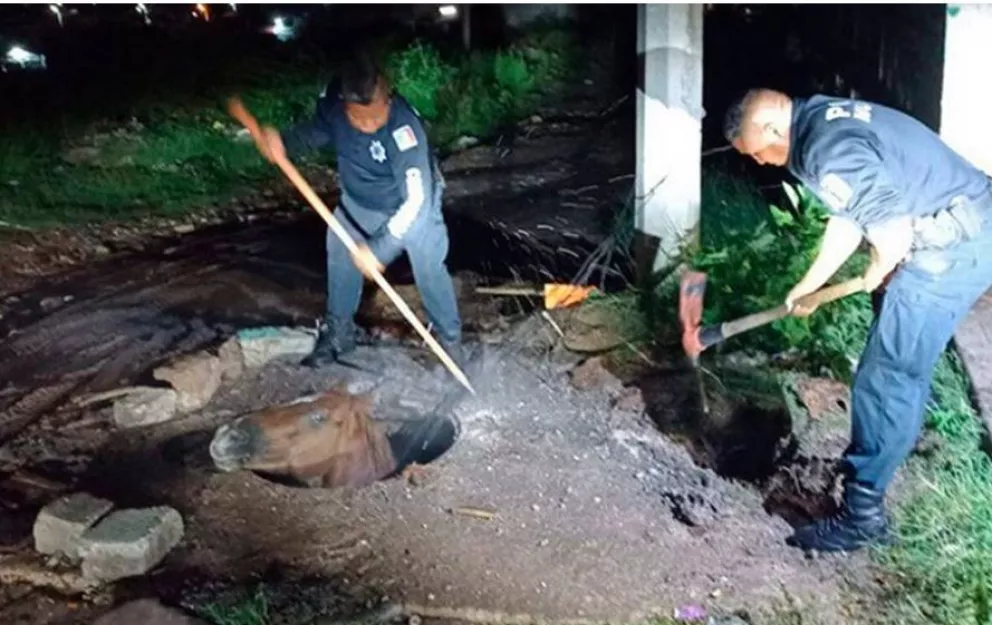 VIDEO. Policías rescatan a caballo que cayó a una alcantarilla.