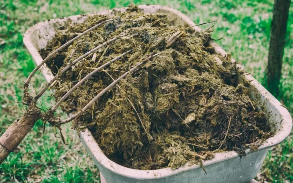 Qué beneficios aporta el estiércol a mis plantas