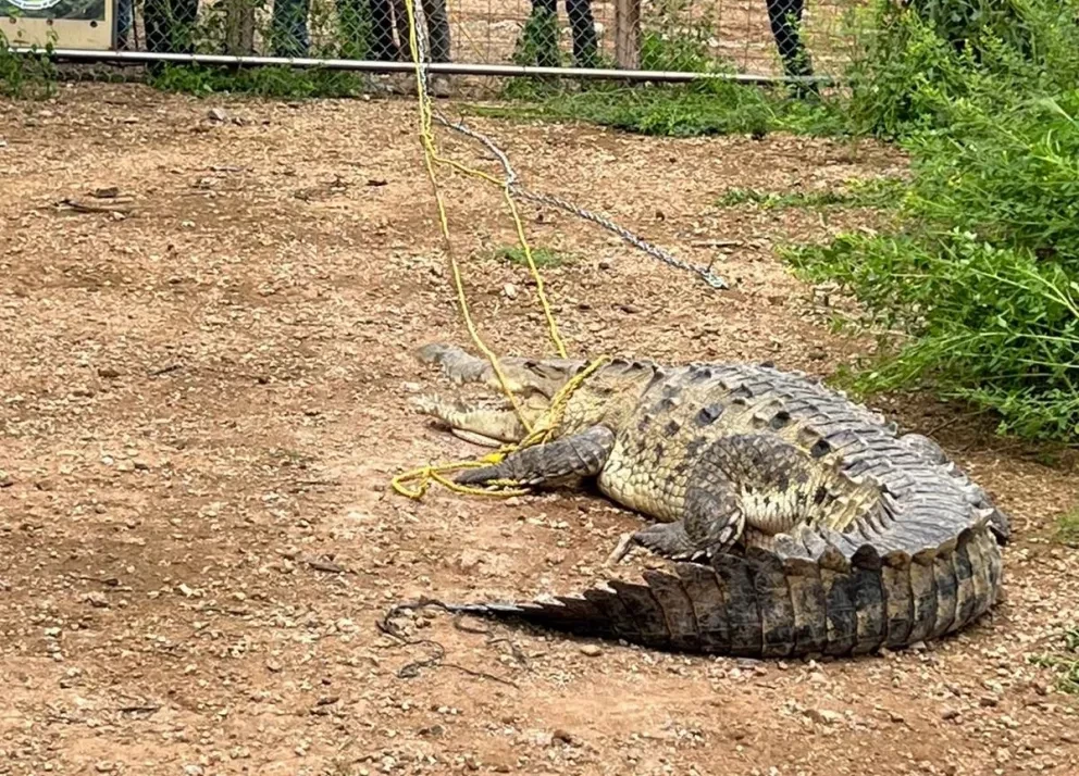 Ostok albergará a cocodrilos rescatados de Culiacán.