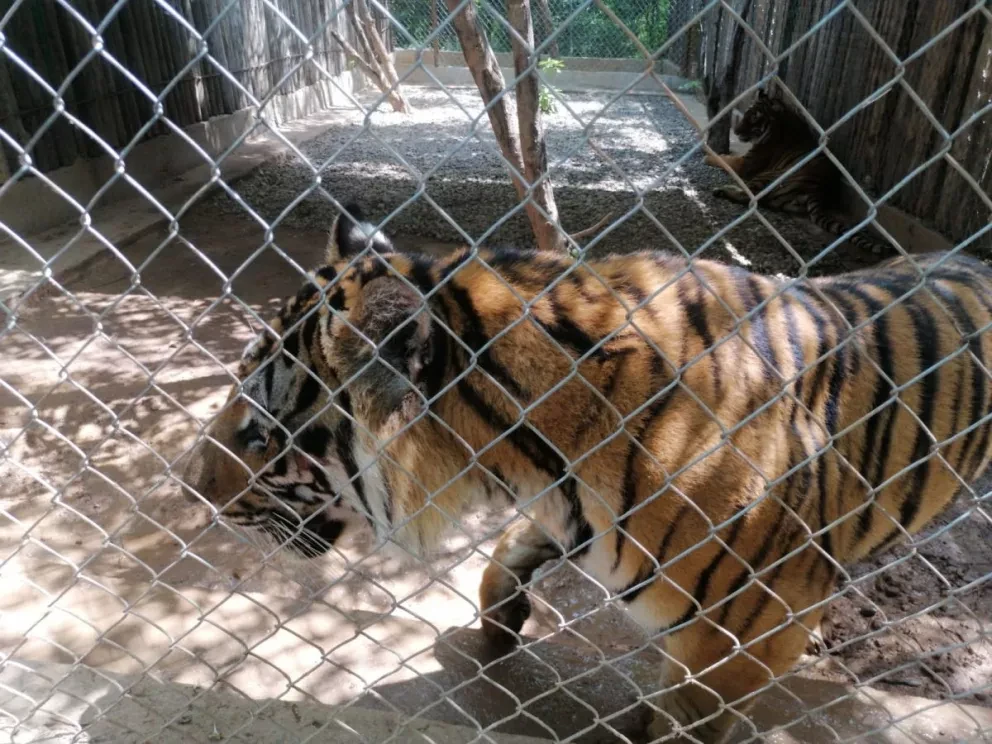 James Bond, tigre baleado en Michoacán.