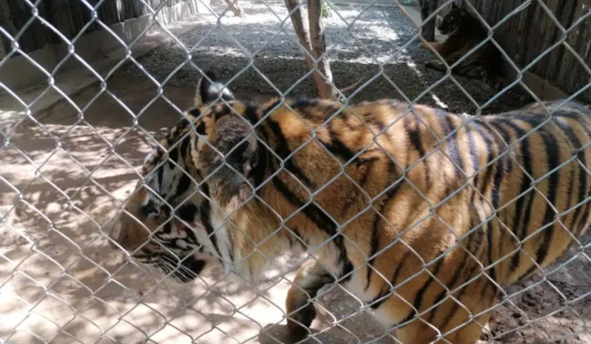 James Bond, tigre baleado en Michoacán.