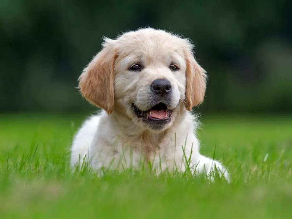 Cómo afecta la pirotecnia a mi perro o gato.