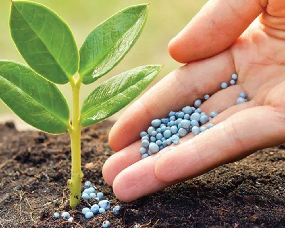 ¿Cómo llegan los nutrientes a los vegetales que comemos?