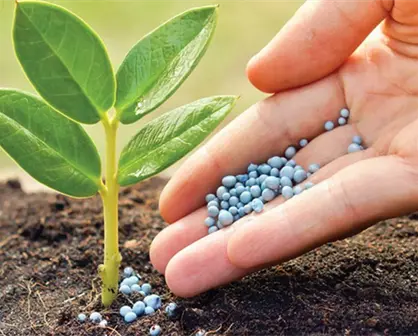 ¿Cómo llegan los nutrientes a los vegetales que comemos?
