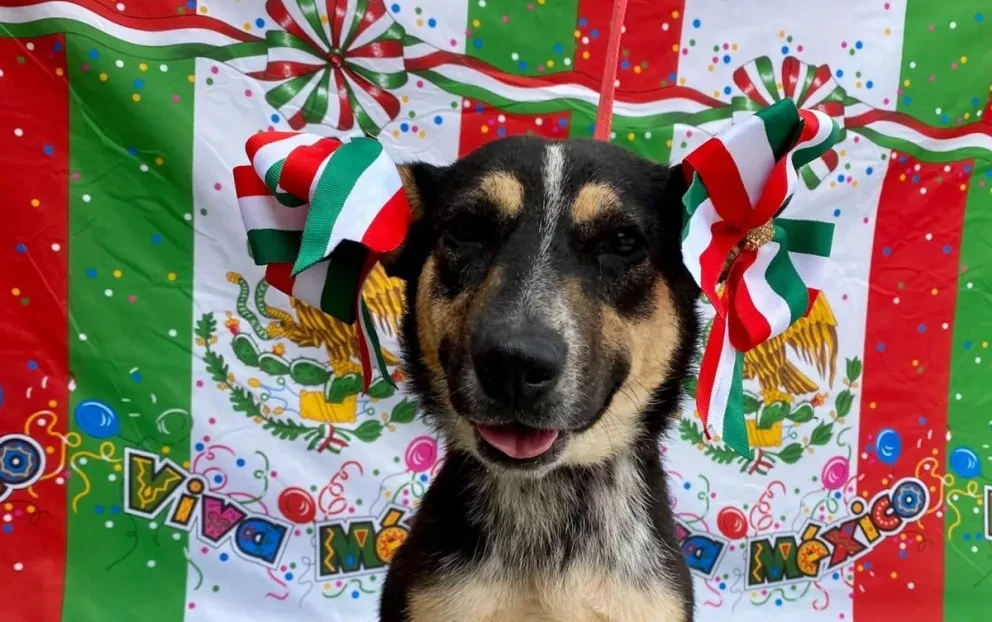 Perritos se realizan sesión fotográfica para celebrar las fiestas patrias y los internautas mueren de ternura.