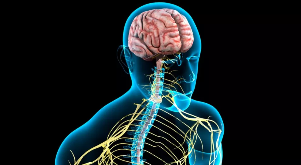 Tarea: Lazos de vida. El sistema nervioso coordina tu cuerpo, fibras nerviosas