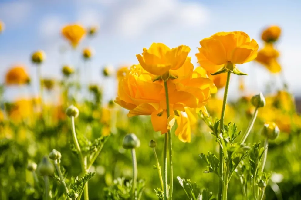 Flores amarillas; las redes se inundan de memes tras conocer su contexto