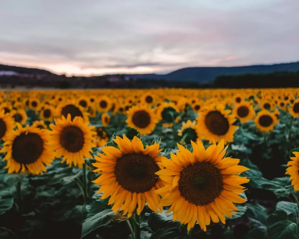 Qué significa regalar flores amarillas este 21 de septiembre, te explicamos el contexto. Foto/Marco De Hevia
