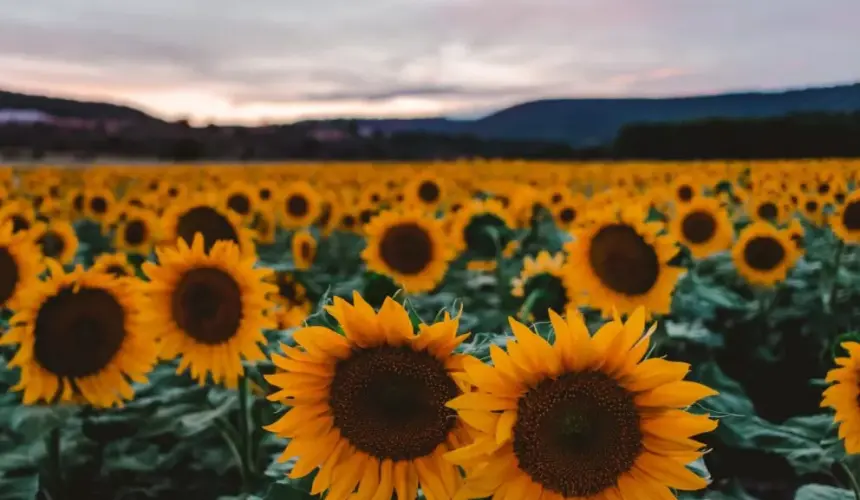  Qué significa regalar flores amarillas este 21 de septiembre, te explicamos el contexto. Foto/Marco De Hevia 