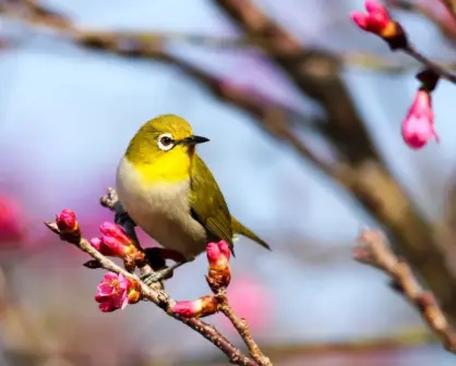 Significado del refrán más vale pájaro en mano que ciento volando 