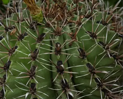 ¿Por qué los cactus son el cliché de México?