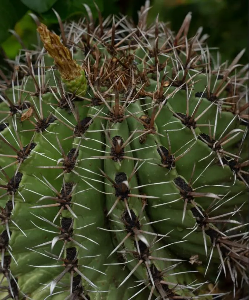 ¿Por qué los cactus son el cliché de México?
