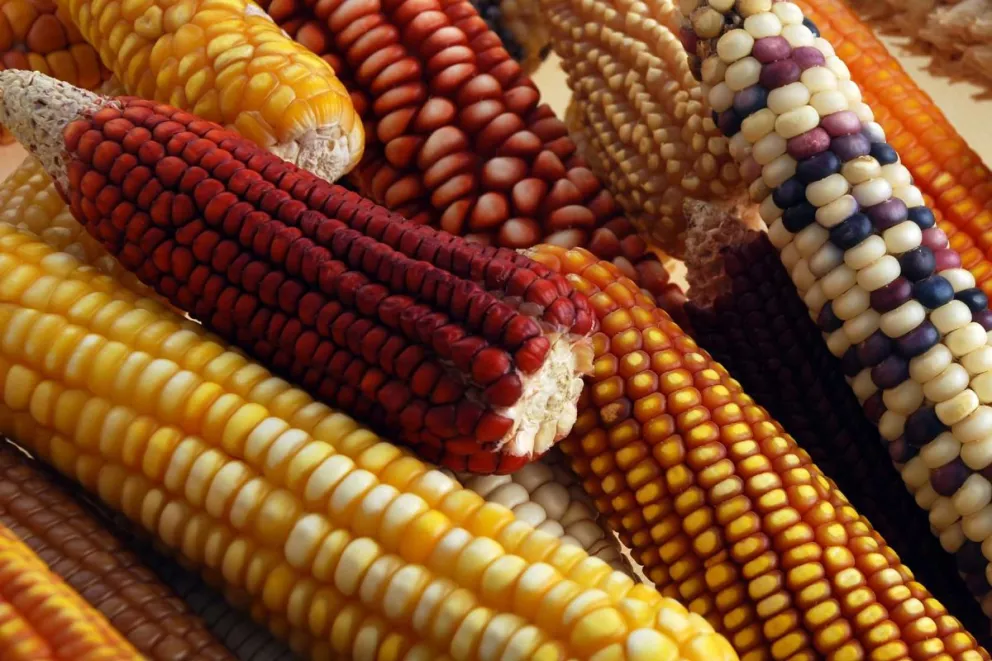 Invitan a la “Feria del Maíz y la Milpa: Nuestro maíz, nuestro país”, en el Zócalo de la CDMX