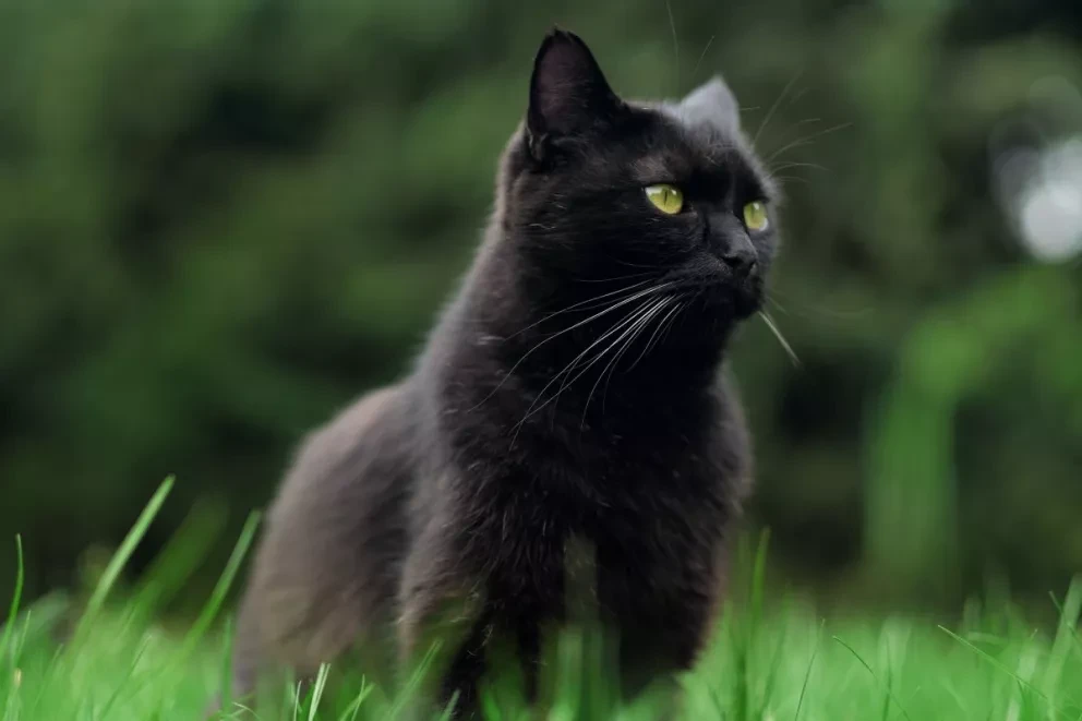 ¿Tienes un gato o un perro negro? Cuídalos en octubre, te decimos la razón