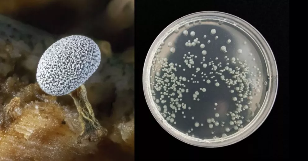 Tarea: ¿Cómo somos los seres vivos? Los hongos y las bacterias