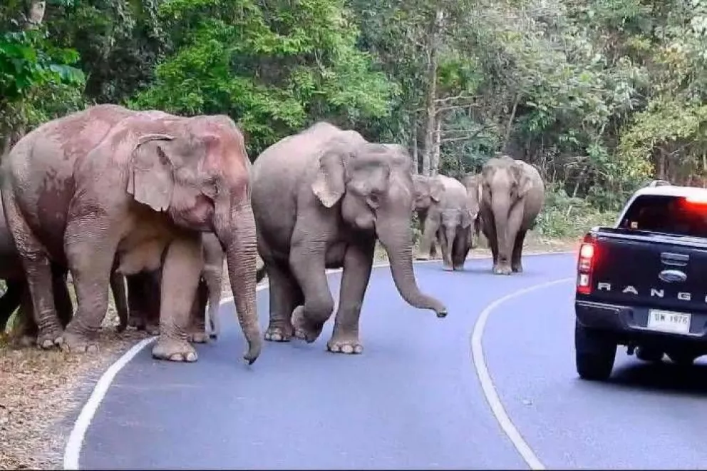 Impresionante video muestra a 65 elefantes cruzar una ruta en Tailandia