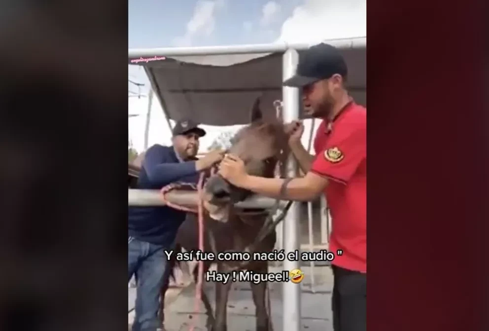 Ay Miguel, así surgió el famoso y viral audio de TikTok, te explicamos el contexto.