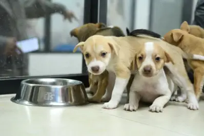 ¡Aww! Así puedes adoptar un perro o gato en Culiacán, conoce requisitos