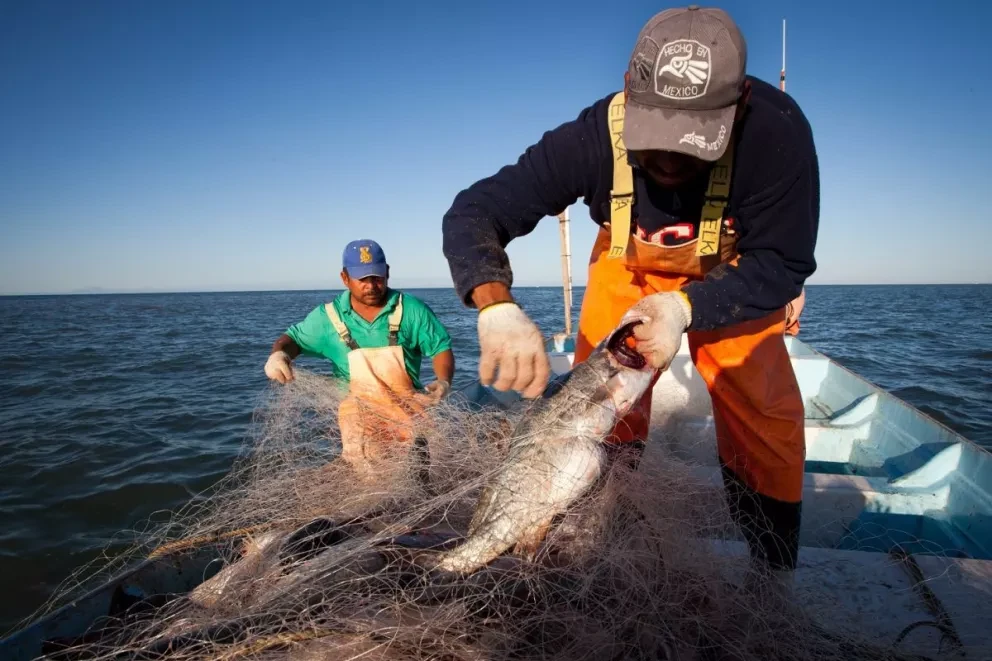 Cuándo pagarán Bienpesca en Sinaloa, esto dice el gobernador
