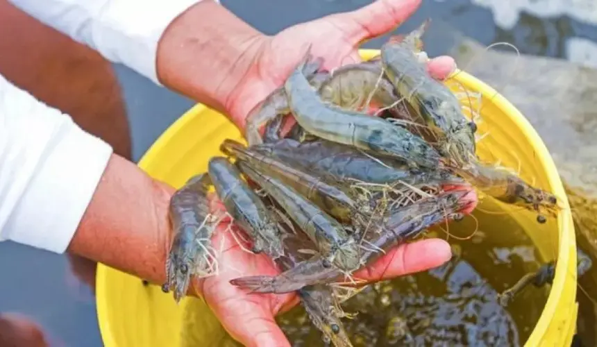 Los 5 retos de la industria de pesca del camarón, en el marco de la celebración del Festival del Camarón 2022.