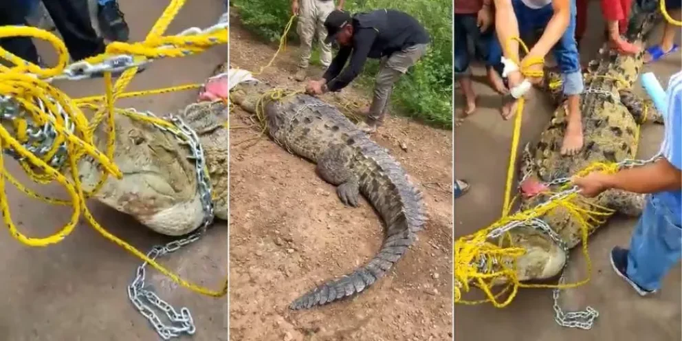 Población milenaria de cocodrilos en Villa Juárez