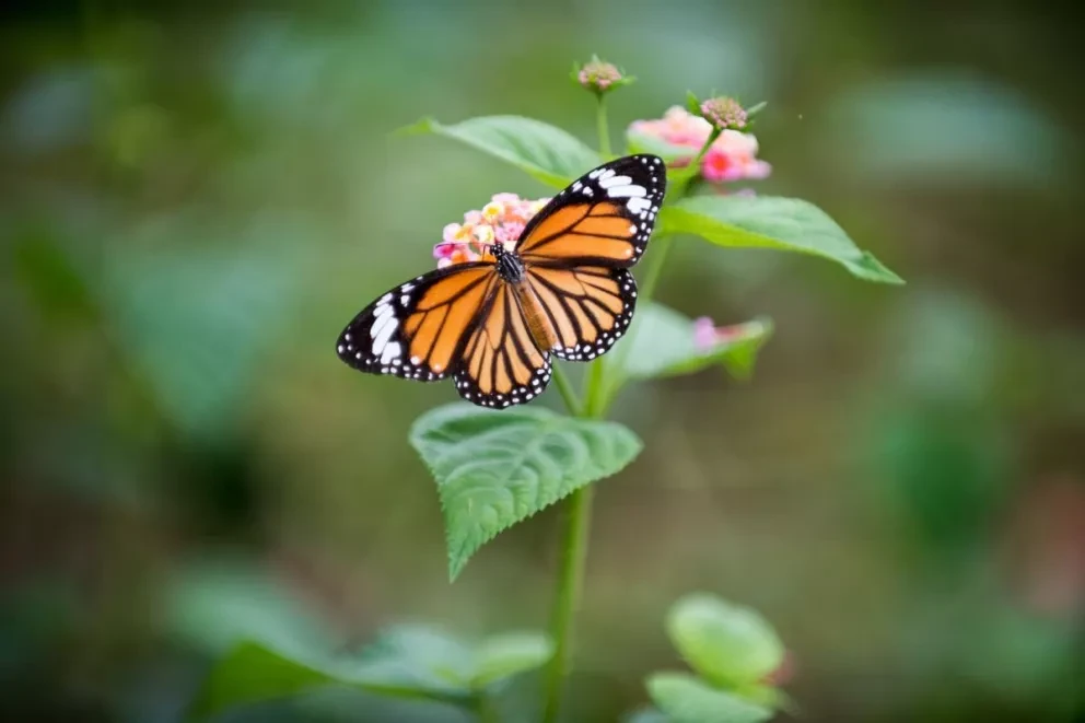 Miles de mariposas Monarca han sido observadas volando por los cielos del norte y centro de México durante los meses de octubre y noviembre. Foto: Meritt Thomas
