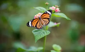 Las hermosas mariposas monarcas ya llegaron a los santuarios mexicanos para embellecer los de los estados de México y Michoacán.