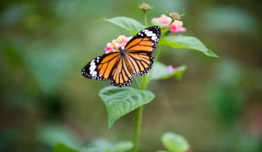 Miles de mariposas Monarca han sido observadas volando por los cielos del norte y centro de México durante los meses de octubre y noviembre. Foto: Meritt Thomas