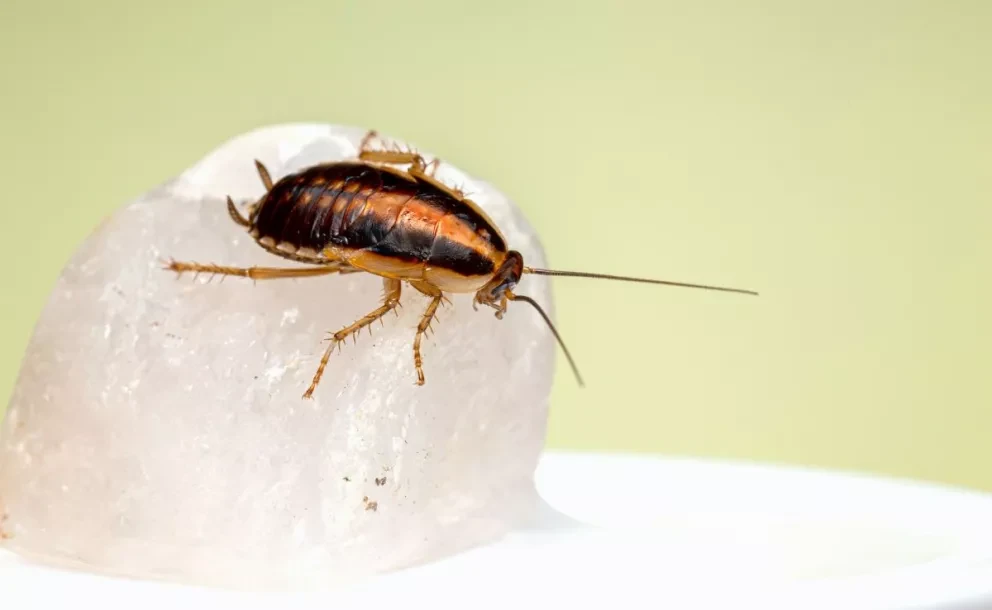 La hierba aromática que tiene la cualidad de ahuyentar a las cucarachas.