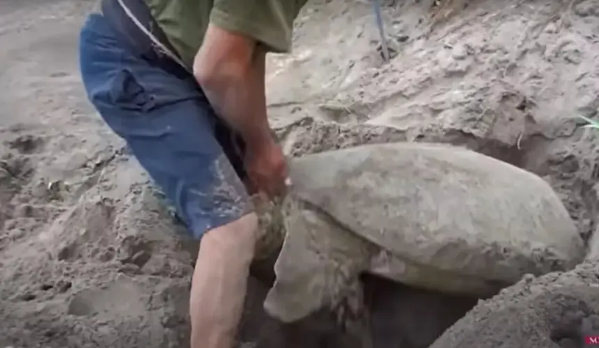 Impresionante video muestra como un grupo de hombres salva a una tortuga enterrada en la arena.