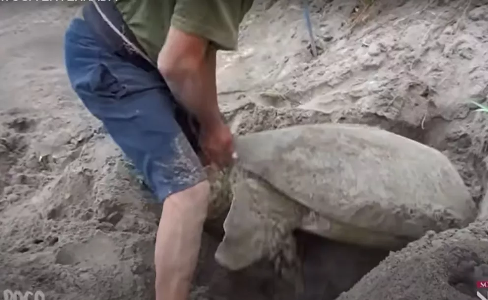 Impresionante video muestra como un grupo de hombres salva a una tortuga enterrada en la arena.