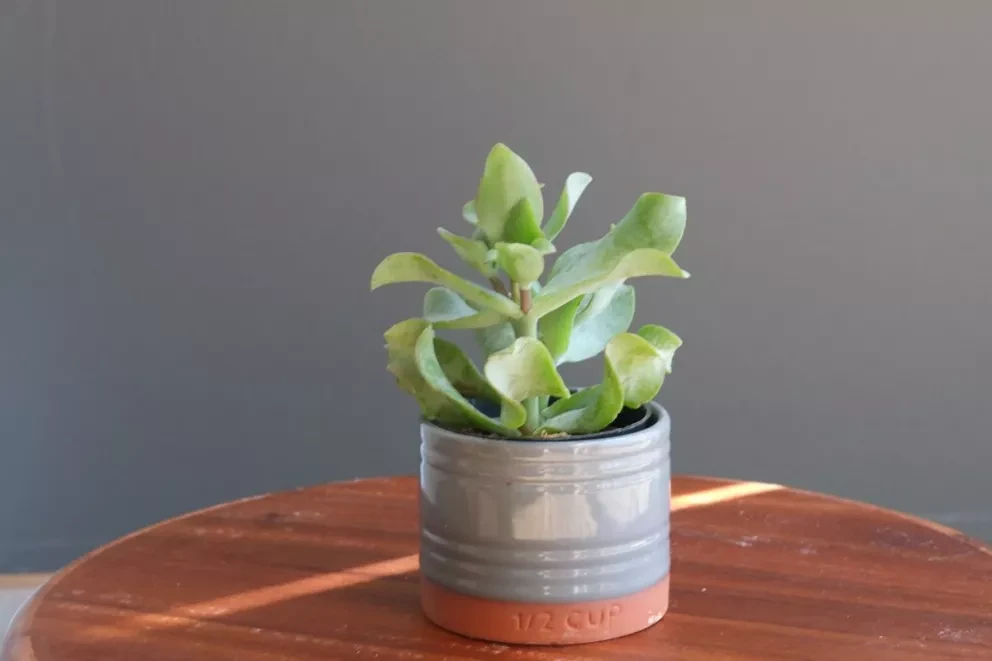 Flores y plantas que llenarán de positividad tu hogar.