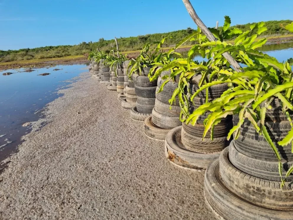 Zadath Osuna innova con cultivo de pitahaya en Las Puentes Navolato