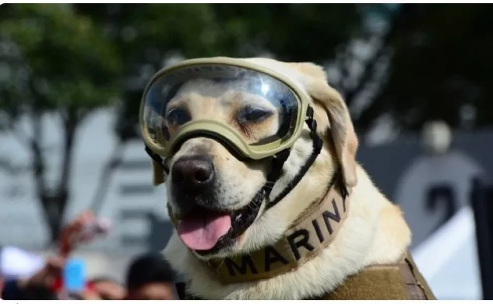Frida fue una labrador de color miel, que nació el 12 de abril de 2009.