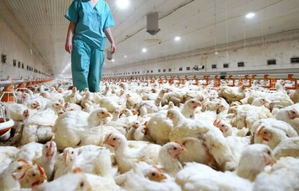 Presidente descarta riesgo para la salud pública en México por gripe aviar