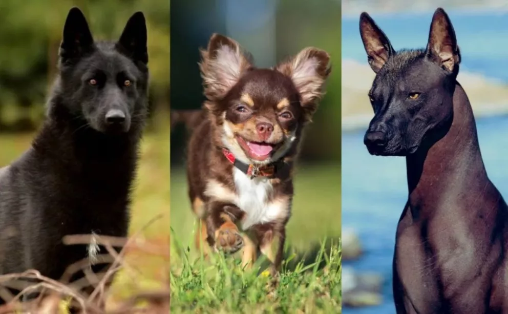 ¿Cuáles son las razas de perros mexicanos que existen?