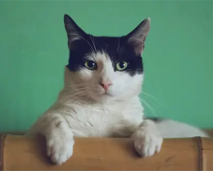 “Deja al gato en el Botánico”, la peor sugerencia de todas