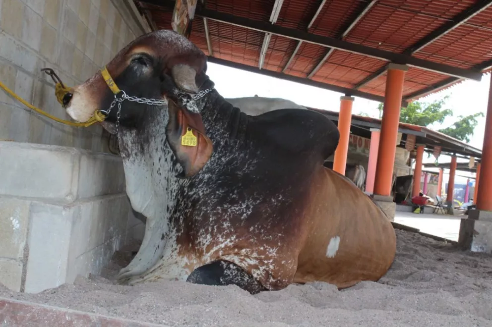 El sorprendente toro de una tonelada que sorprende a visitantes de la Expo Ganadera Sinaloa 2022.