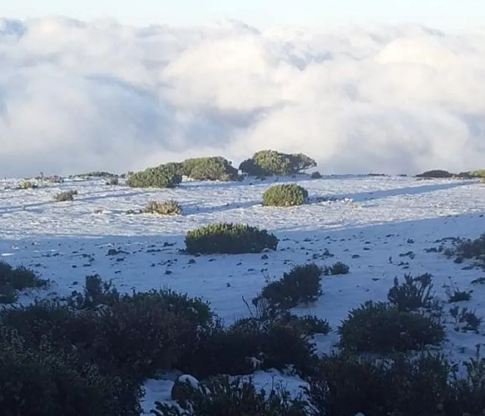 Nuevo León recibe su primer nevada del 2022: hasta 9 centímetros de nieve en Galeana