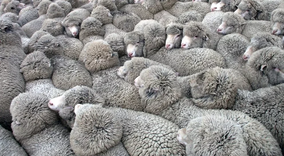 ¿Por qué los animales están caminando en círculos por todo el mundo? Conoce la verdad de este raro comportamiento
