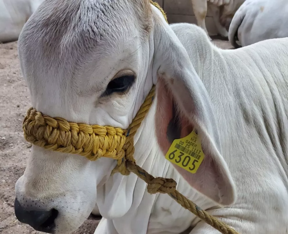 Conoce a Cristina, la vaquita más besucona de la Expo Ganadera Sinaloa 2022.