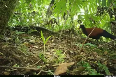 Redescubren a ave que se creía extinta por más de 140 años