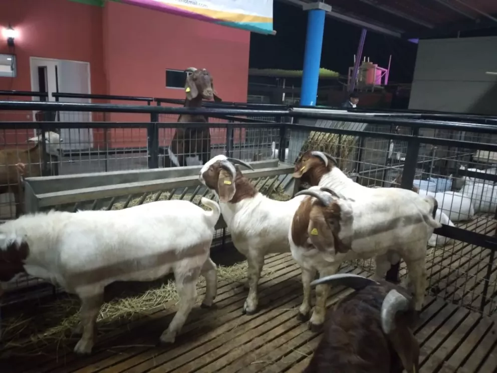 Sinaloa, un estado libre de enfermedades en cabras; idóneo para exportación y movilización del mercado