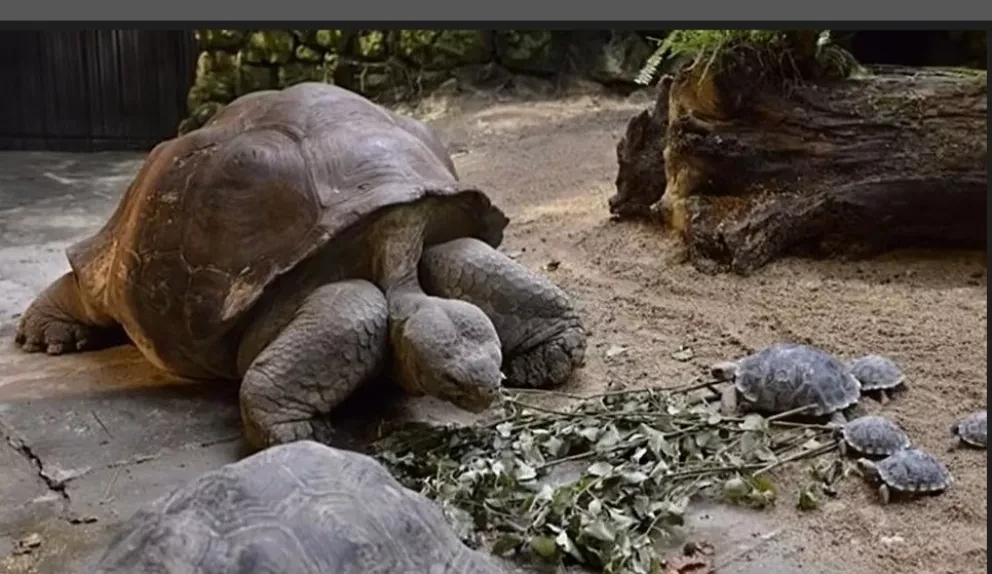 Nigrita que vive en el zoológico de Zurich, Suiza, y a sus 80 años se ha convertido en mamá de 9 crías por primera vez.