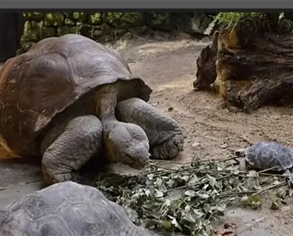 Nigrita, la tortuga de 80 años que se convirtió en madre por primera vez