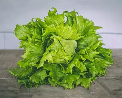 Sencillos tips para que tu lechuga no se oxide